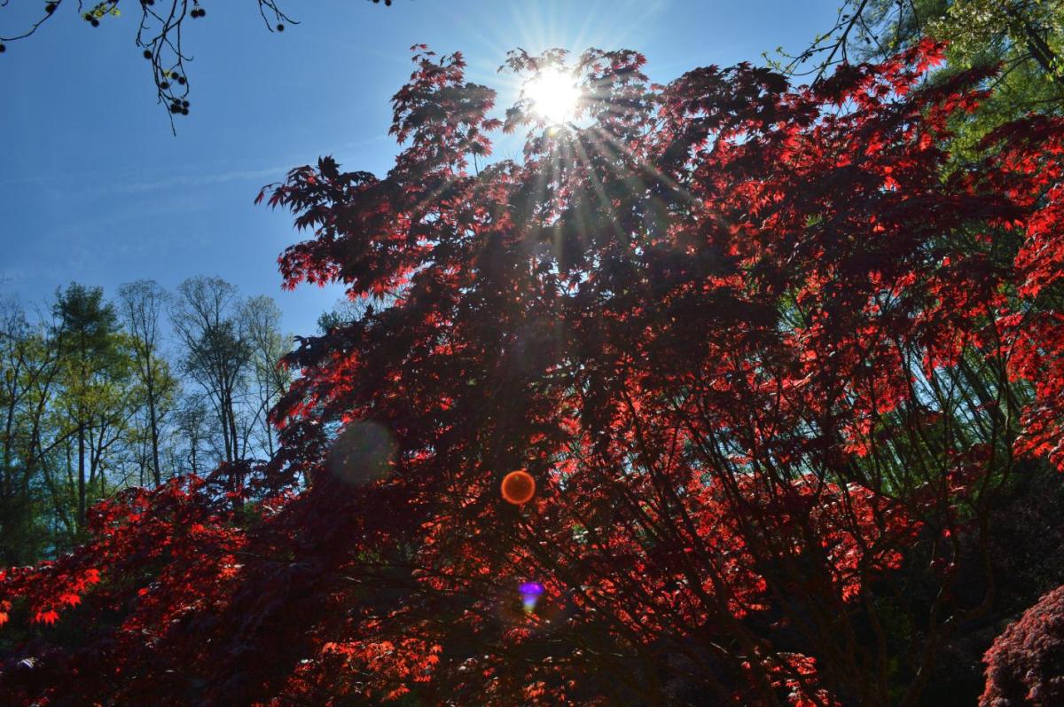red tree and sun