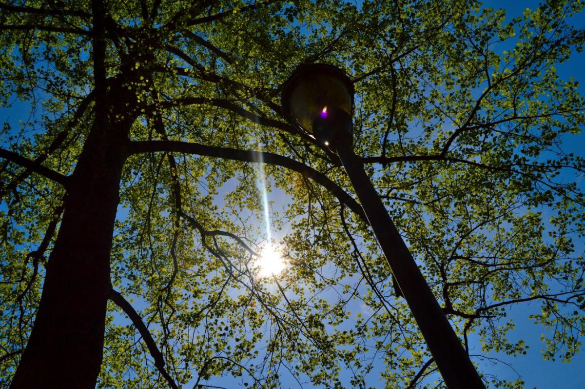 tree lamp sun